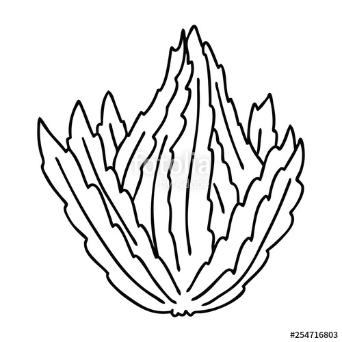 500x500 Quirky Line Drawing Cartoon Lettuce Stock Image And Royalty Free