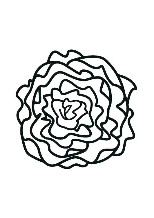 531x750 Lettuce Coloring