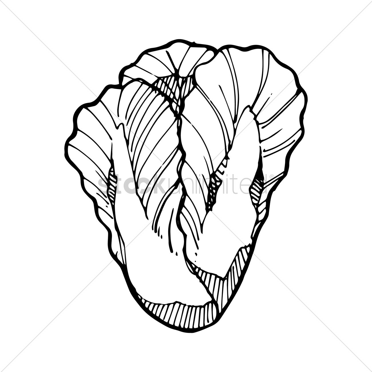 1300x1300 Lettuce Vector Image