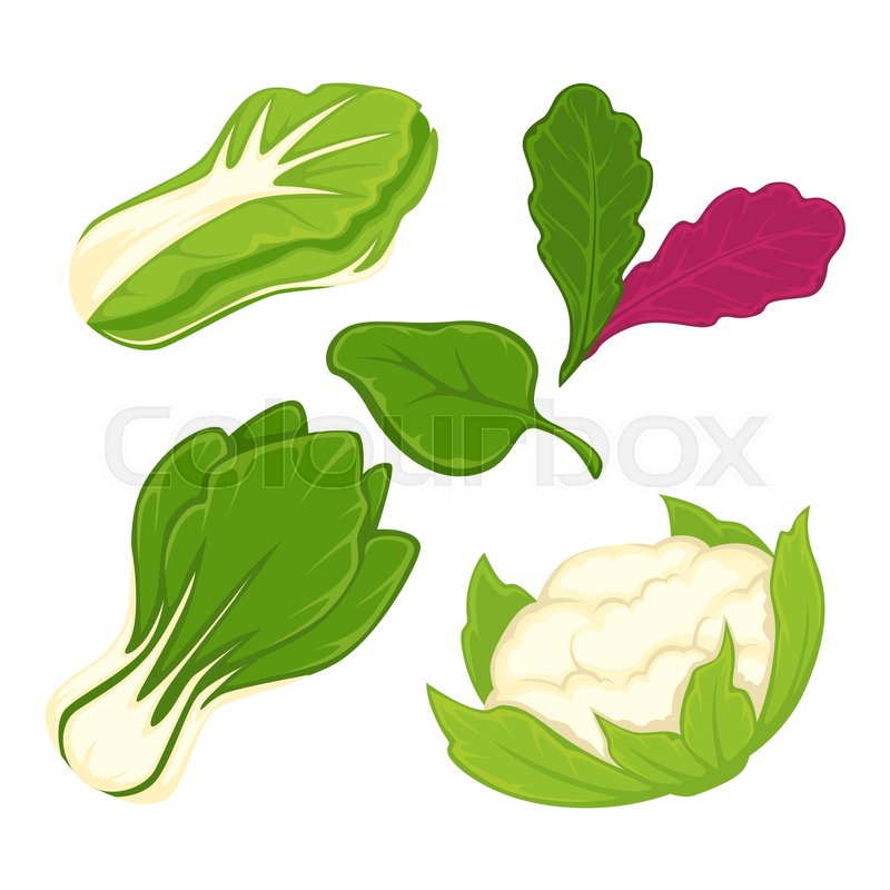 800x800 Lettuce Salads Or Cabbage Vegetables Stock Vector Colourbox