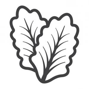 300x300 Stock Illustration Lettuce Leaf Salad Vector Illustration