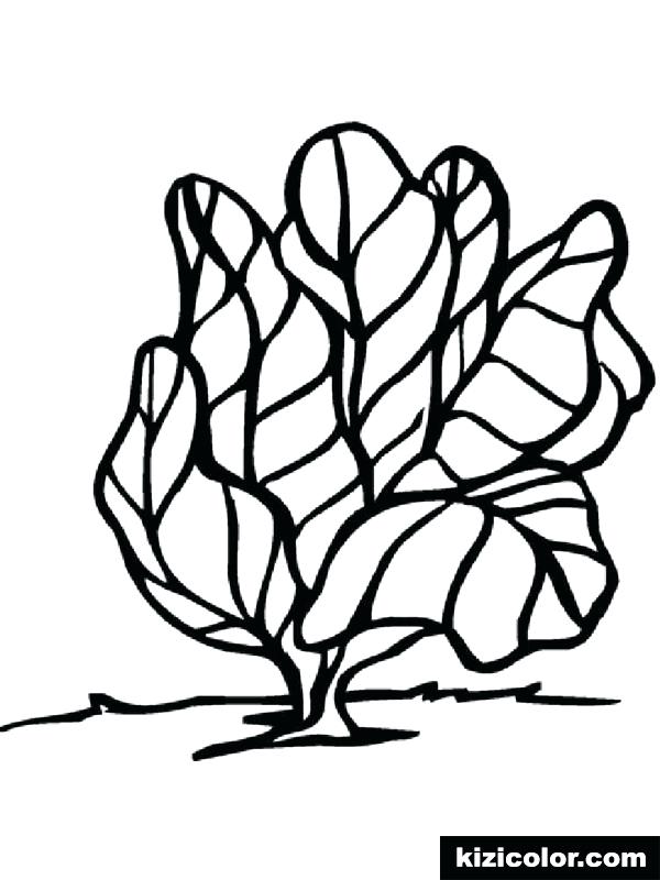 600x800 Vegetables Lettuce