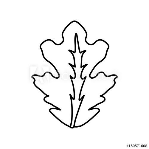 Lettuce Leaf Drawing | Free download on ClipArtMag