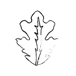 300x300 Leaf Lettuce Royalty Free Vectors
