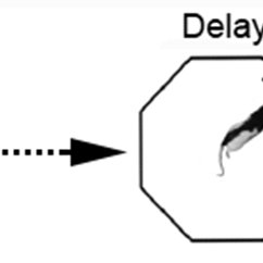 242x242 Schematic Drawing Of The Dynamic Dnmtp Task The Sequence Of Four