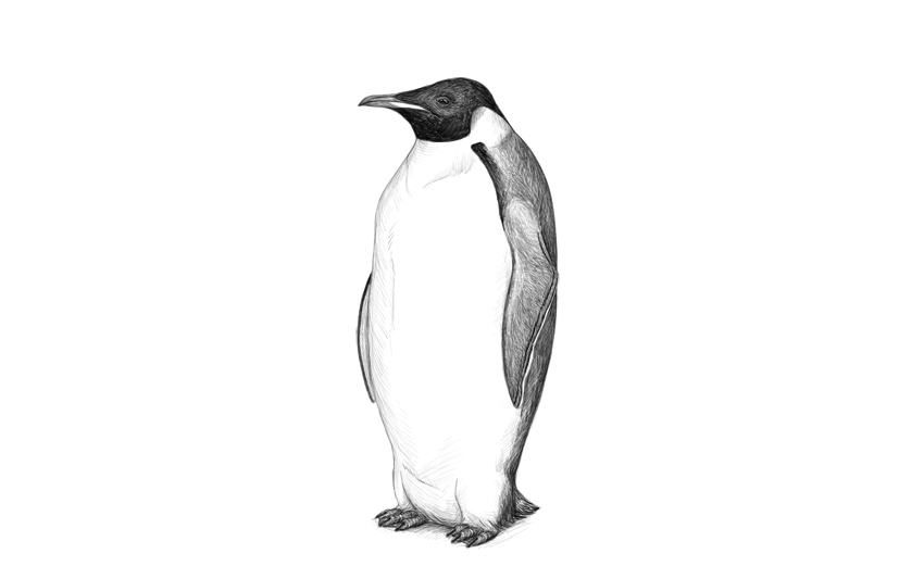 850x521 How To Draw A Penguin
