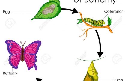 420x270 Life Cycle Of A Butterfly Information