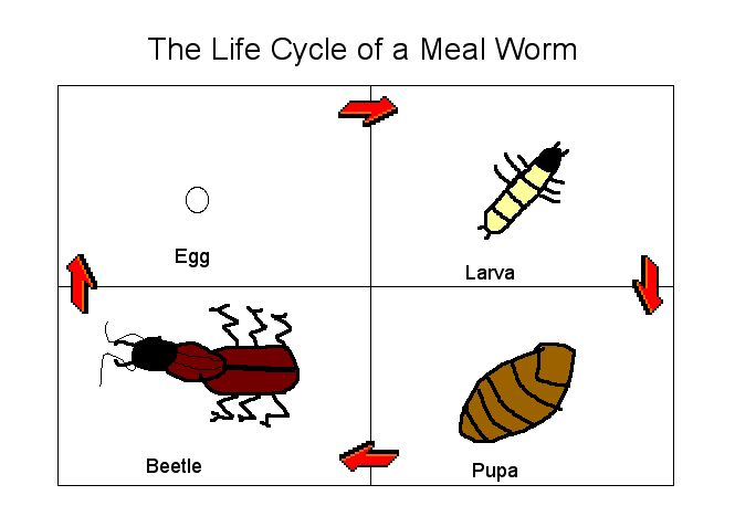 665x477 Life Cycle Of A Mealworm Ms Shapiro's Technology Blog