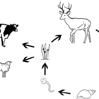 320x320 Life Cycle Of Fascioloides Magna