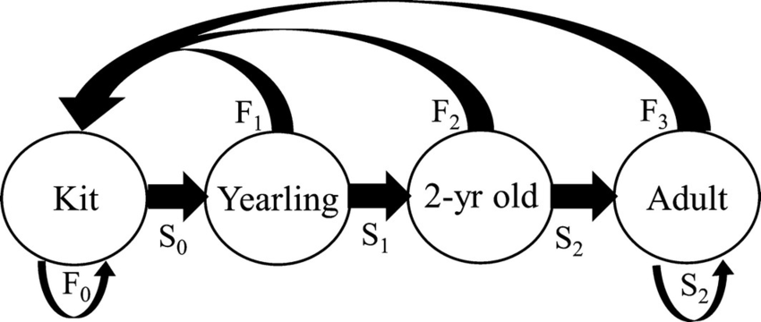 850x360 Life Stage Model Of The Fisher Life Cycle Used To Construct