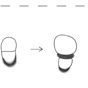 291x291 Line Drawing Of Life Cycle Of Morph Download Scientific Diagram