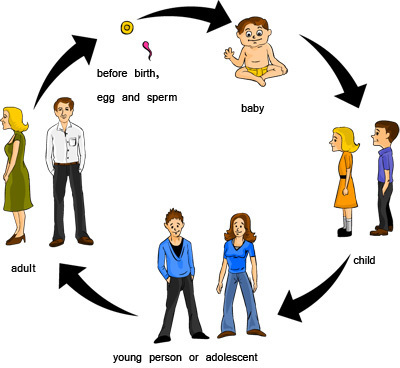 400x368 Draw A Chart Showing Life Cycle Of Human