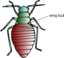217x195 Collection Of Free Cockroach Drawing Life Cycle Download On Ui Ex