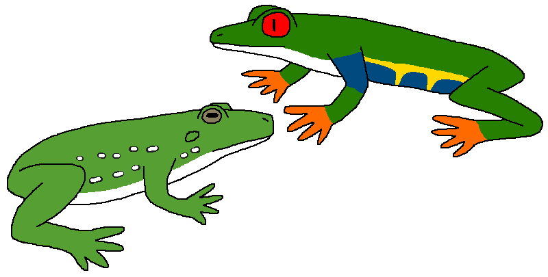 800x405 Drawing Frogs Rainforest Frog Transparent Png Clipart Free