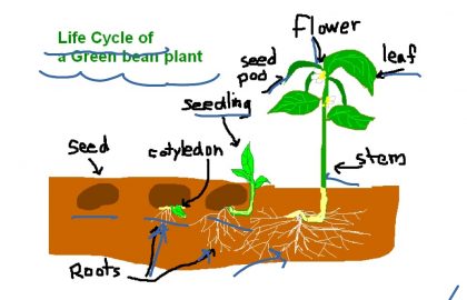 420x270 Life Cycle Of A Frog Drawing