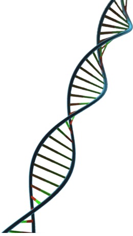 260x460 Hand, Transparent Png Image Clipart Free Download