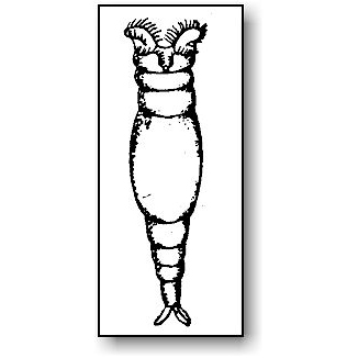 326x326 Pond Water Critters Protozoan Guide Microbus Microscope