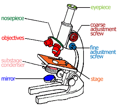 Light Microscope Drawing | Free download on ClipArtMag