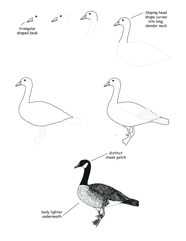 612x792 how to draw a goose how to draw a goose via how to draw goosebumps