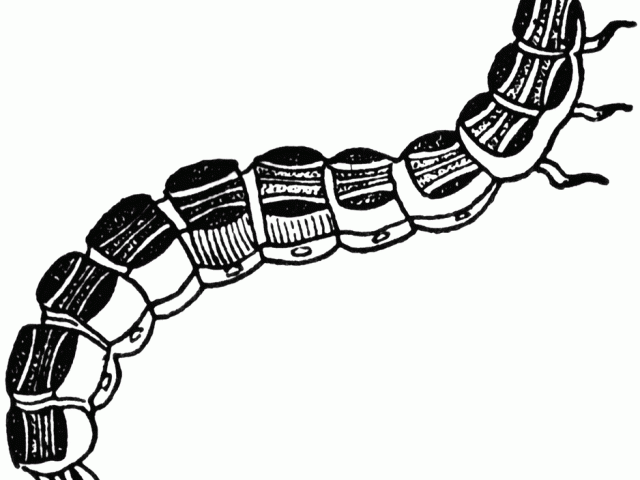 640x480 Firefly Clipart Lightning Bug