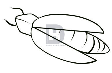 387x254 How To Draw A Firefly, Step