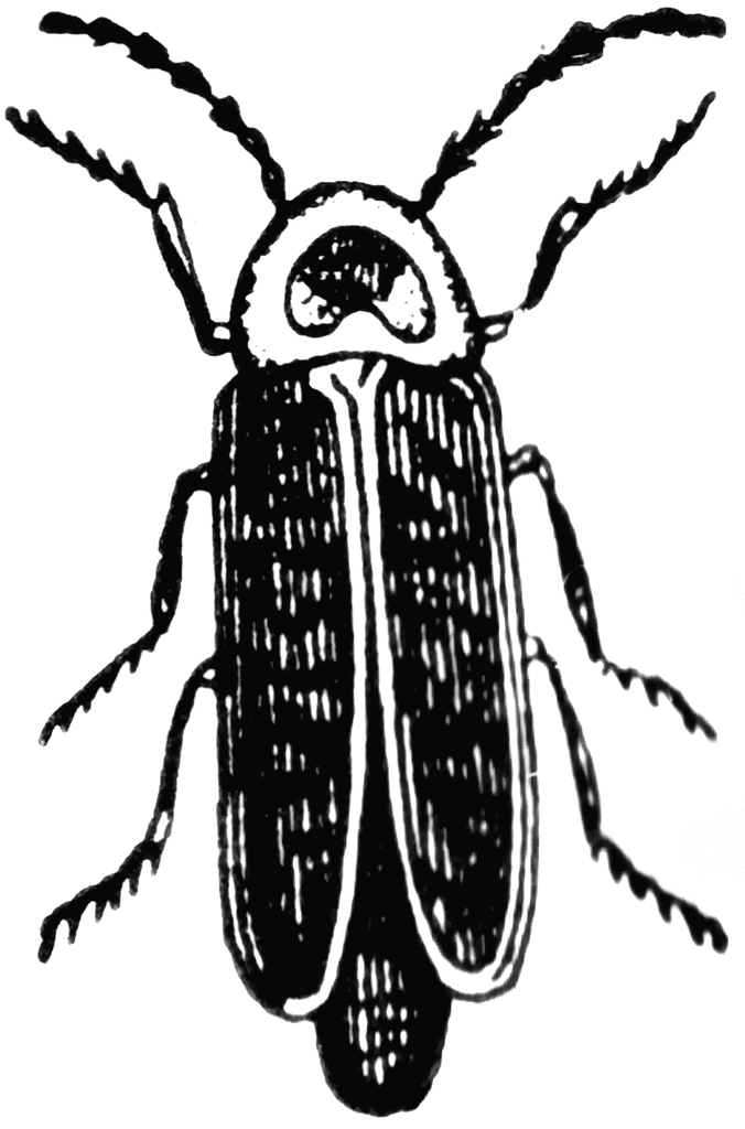 676x1024 Lightning Bug But Vakanzi Clipart