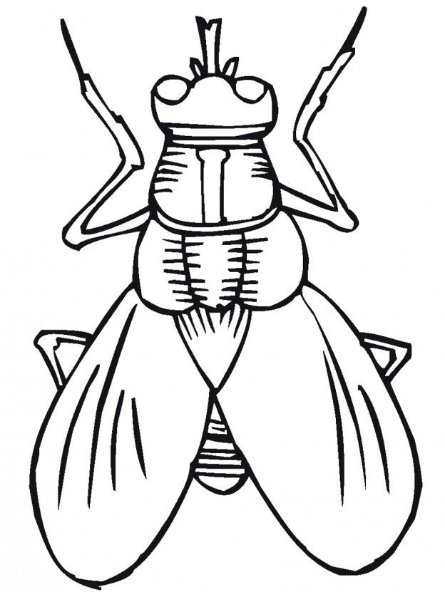 624x831 Lightning Bug Coloring Pages
