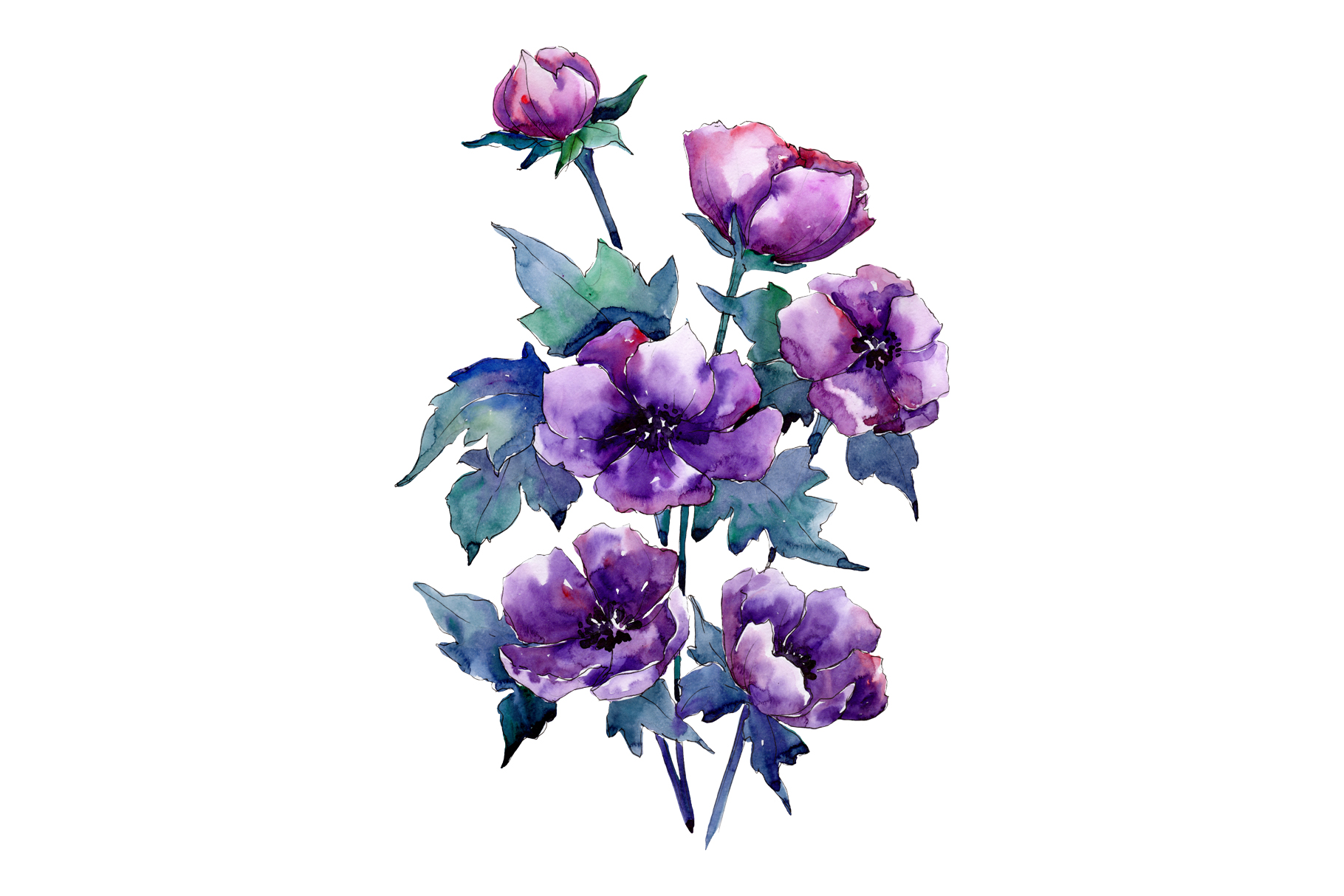 Lilac Botanical Drawing | Free download on ClipArtMag