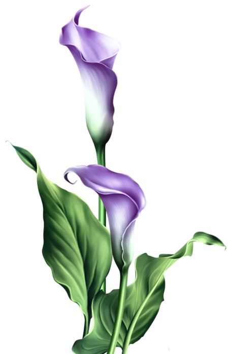 455x699 Collection Of Free Botanical Drawing Calla Lily Download On Ui Ex
