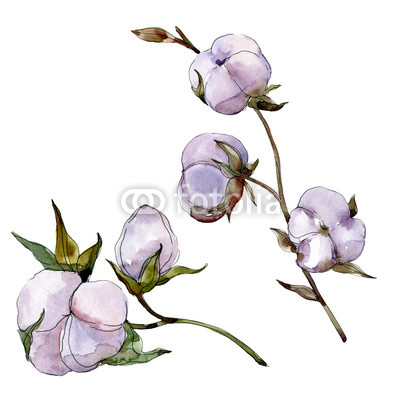 400x400 Cotton Floral Botanical Flower Wild Spring Leaf Wildflower