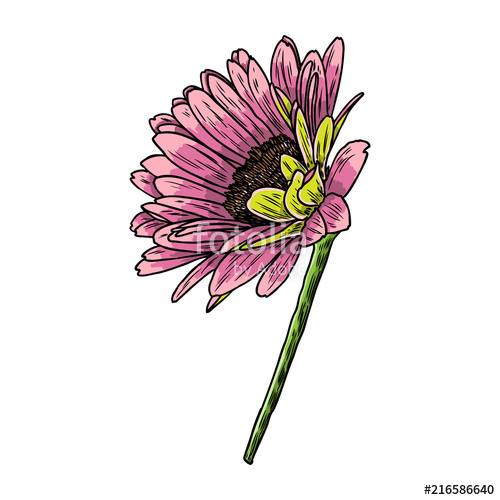 500x500 Drawing Daisy Flower Floral Hand Drawn Botanical Element