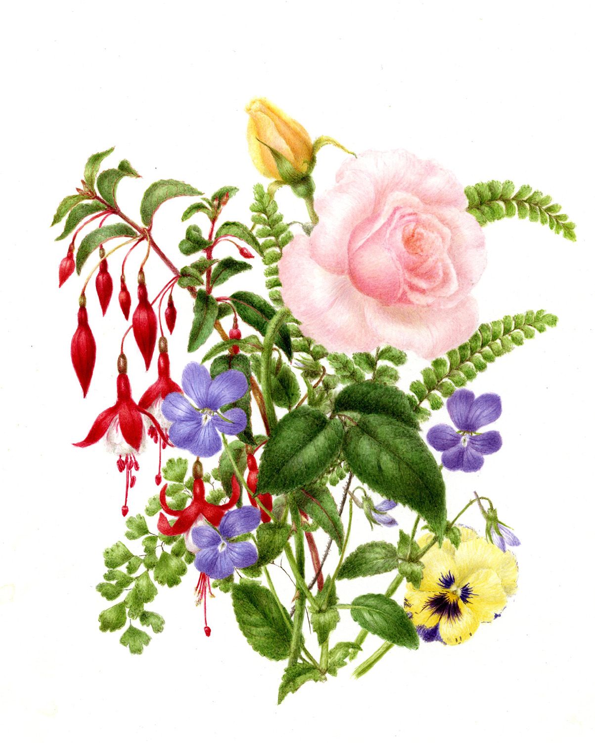 1203x1500 Harvard University Herbaria