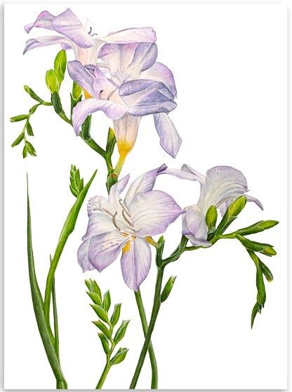 416x557 Plants In Botanical Art, Anna Mason