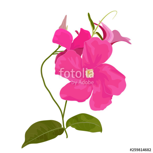 500x500 Vector Illustration Of Mandevilla Sanden Botanical Drawing