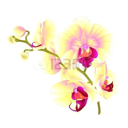 450x450 How To Draw Orchids