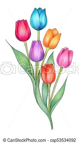 262x470 Tulips Drawings