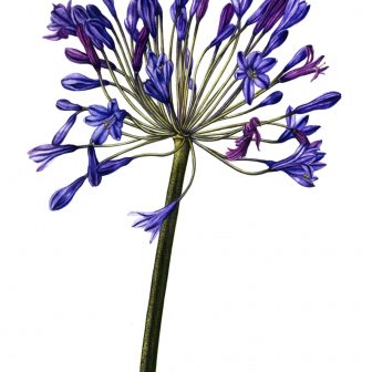 336x336 Best Botanical Drawings Tags Beauty And The Beast Rose Drawing