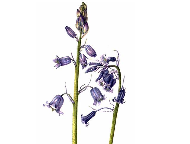 640x485 Botanical Drawing