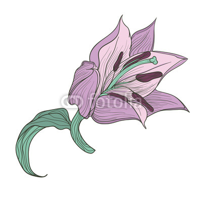 400x400 Hand Drawn Lilac Lily Doodle Art Vintage Line Buy Photos Ap
