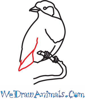 300x350 How To Draw A Lilac Breasted Roller