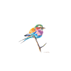 300x300 Lilac Breasted Roller Bird Drawing