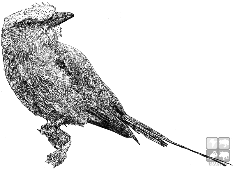 800x582 Lilac Breasted Roller Stock Art Illustration