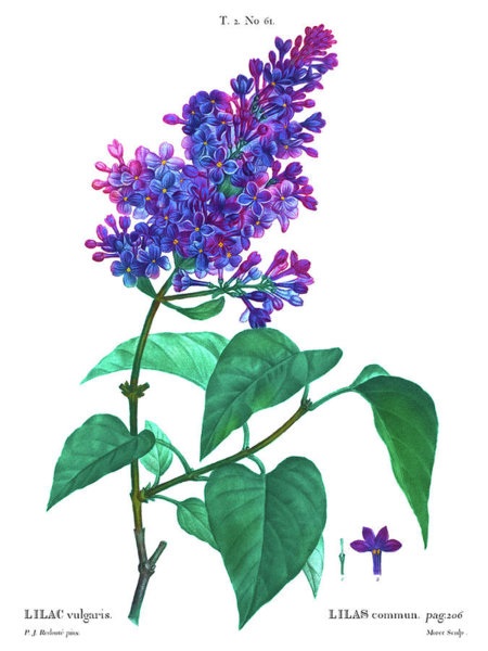 450x600 Lilac Flowers Drawings Fine Art America