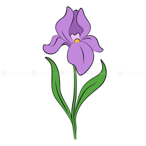 500x500 Iris Flower Drawing Pictures And Cliparts, Download Free