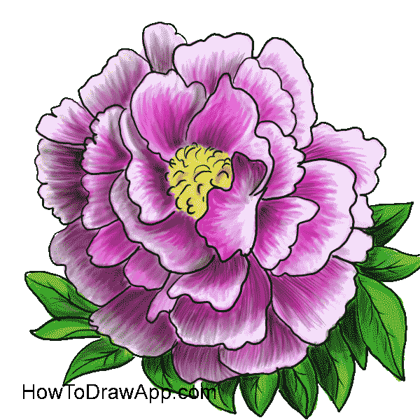 600x600 Peony Nice Drawing