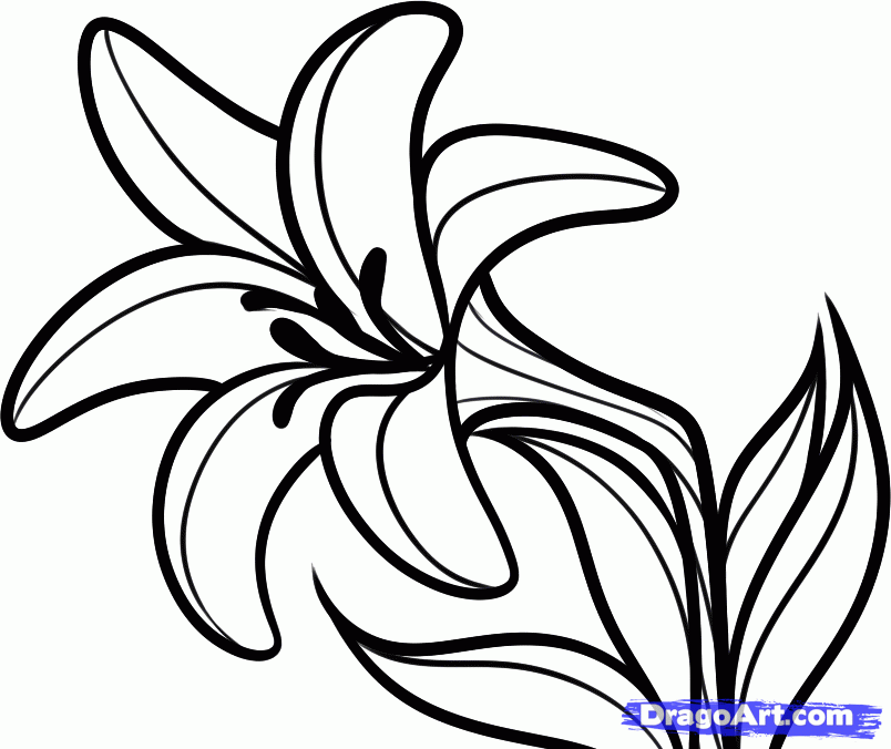 804x676 Easter Lily Drawings Happy Easter Thanksgiving