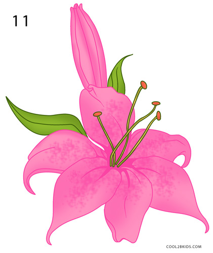 421x500 How To Draw A Lily