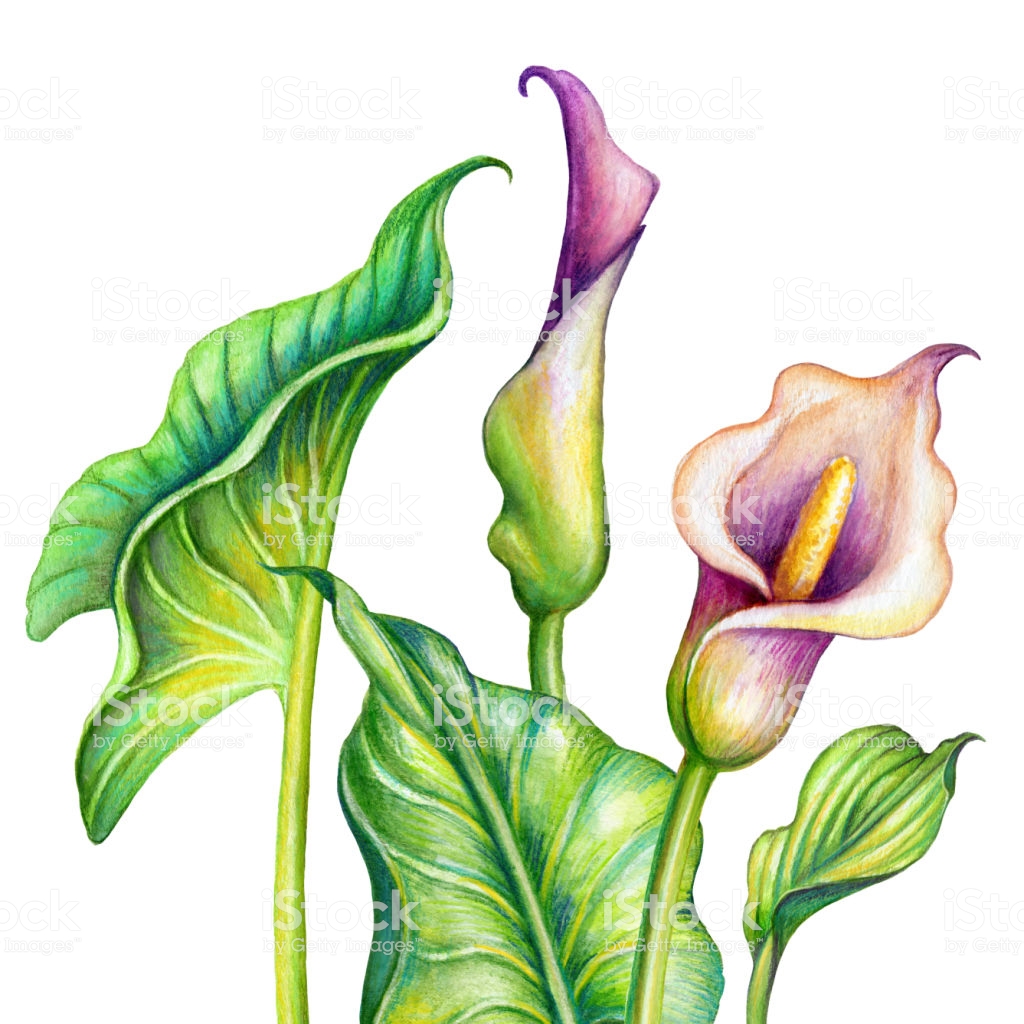 1024x1024 lilies clipart lillies