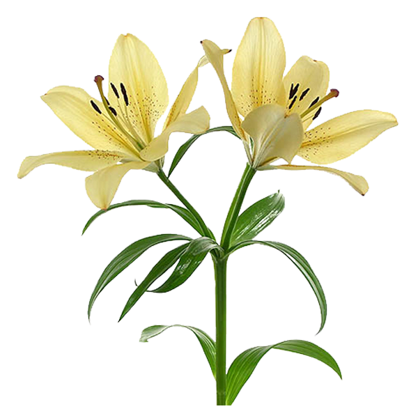 600x600 lillies drawing day lily frames illustrations hd images