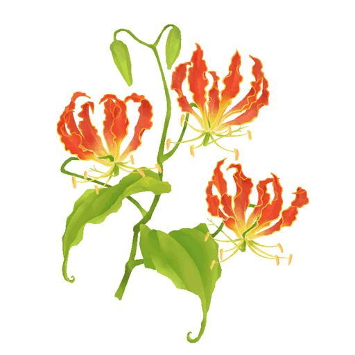 512x512 lillies drawing fire frames illustrations hd images photo